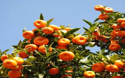 Mandarinszüret a Balkánon 🍊